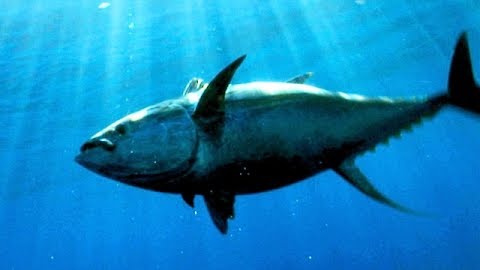 Tuna on the Rocks: Northern Baja