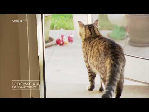 Video: Ohrenkrebs (Adenokarzinom) Bei Katzen