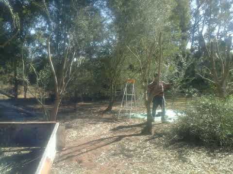 Olive Tree Pruning