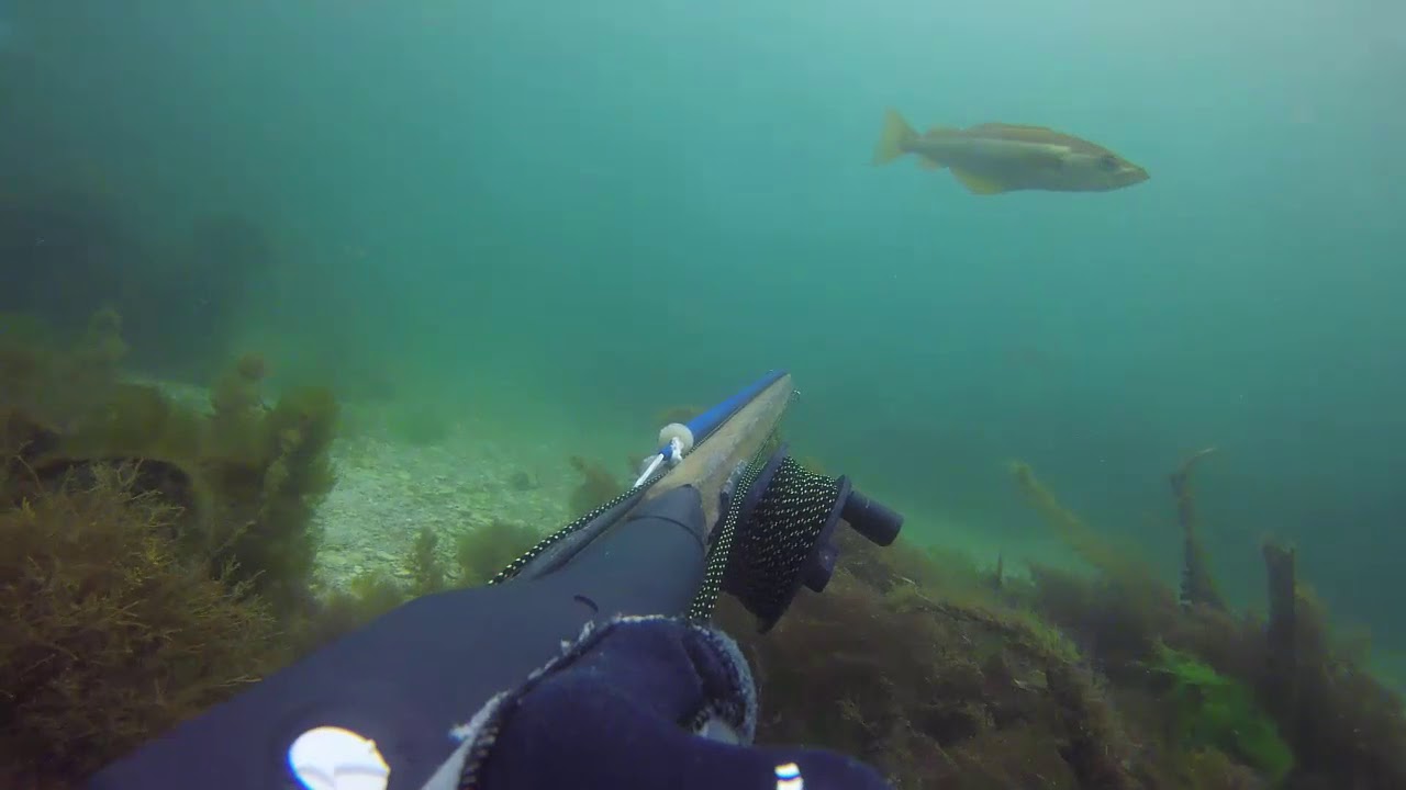 csm du 20170811 - Gros Rouget