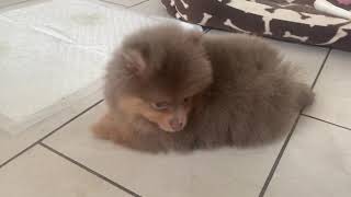 pomeranian GiGi and Paddy lilac tan and chocolate merle puppies