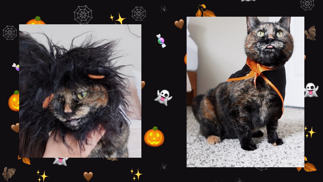 DRESSING MY CAT UP IN HALLOWEEN COSTUMES