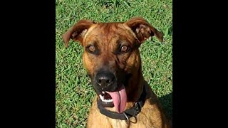 WORM - VRC Dog for Adoption