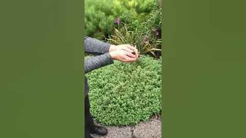 Monarch Butterfly Release in Sudbury