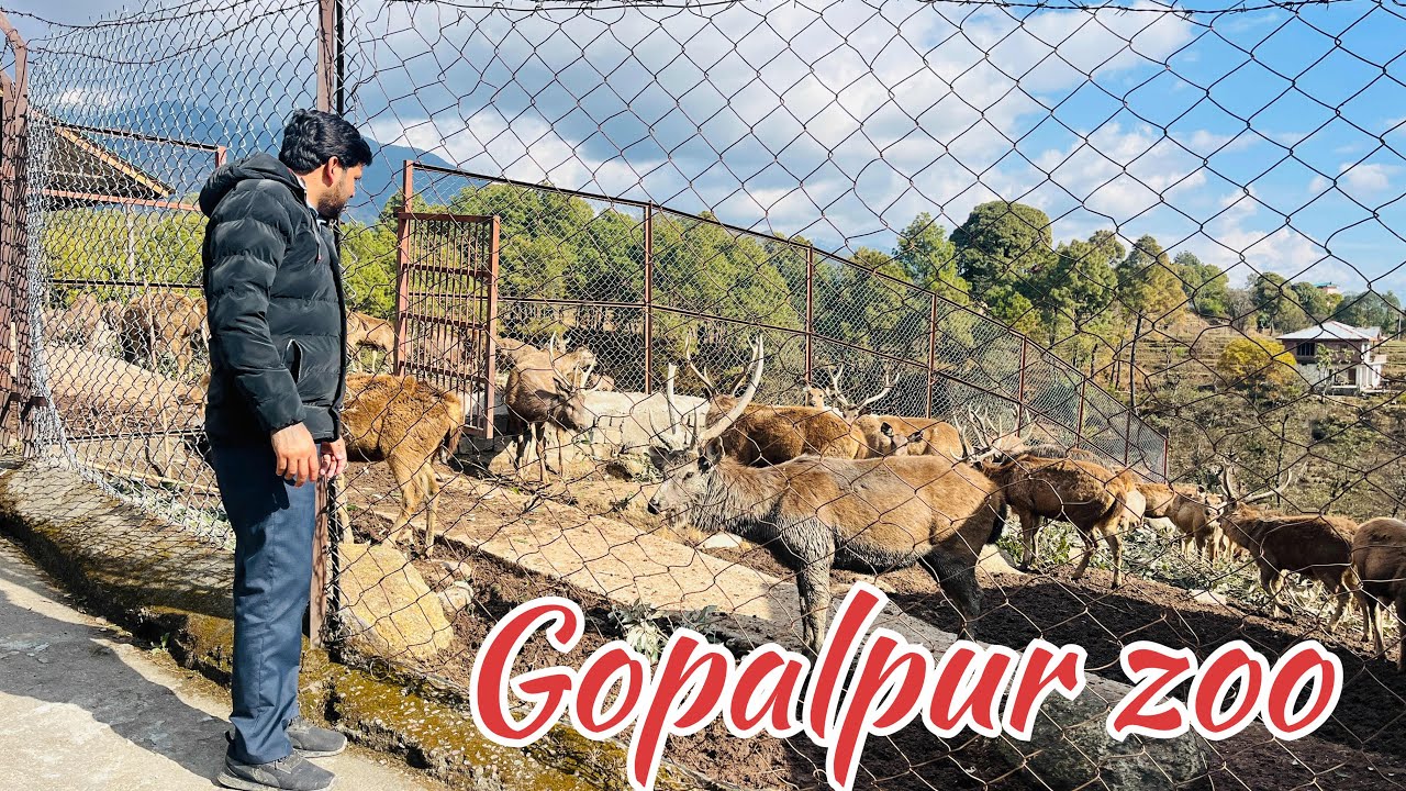 Gopalpur zoo | Dhauladhar Nature park | Palampur Kangra 