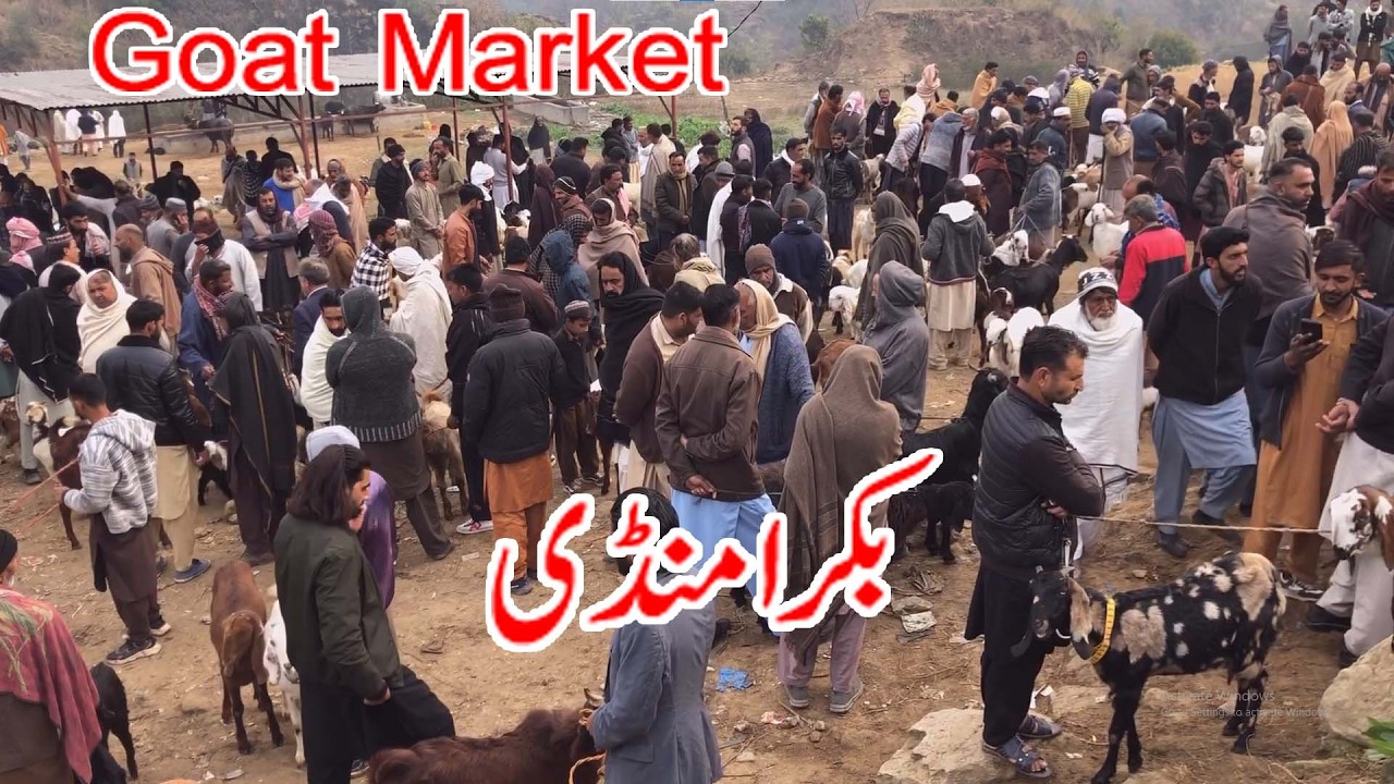 Goat market dongi muvashi mandi kotli mirpur beetal rajanpuri goat dumbay kajlay bakray |Bakra mandi