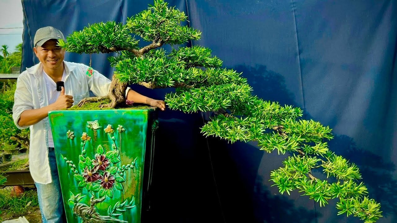 Cây bonsai đa dạng 0965.443.636 Tường Long chào bán 18/11 LTK Bonsai