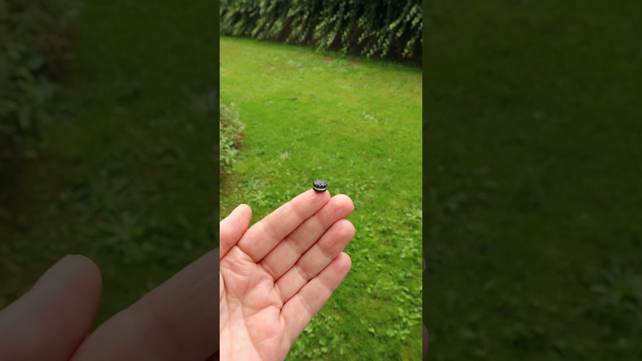 I made a TINY Oreo cookie 