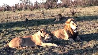 Mighty Red Road Male Lion with Nharu Lioness | Sabi Sands | 16 May 2024