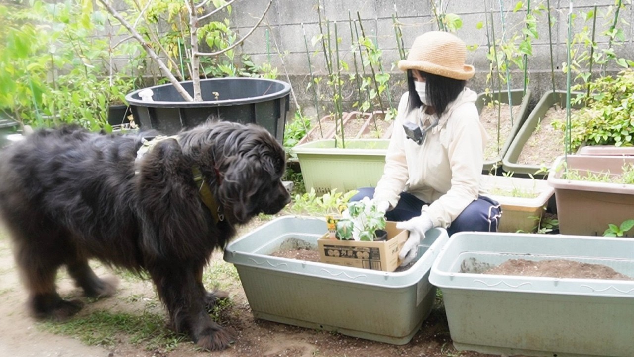 畑仕事で大はしゃぎする大型犬!猫と犬と晩酌!自家製果実酒と収穫したニンニク!
