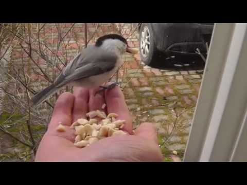 人に懐く野鳥 Youtube