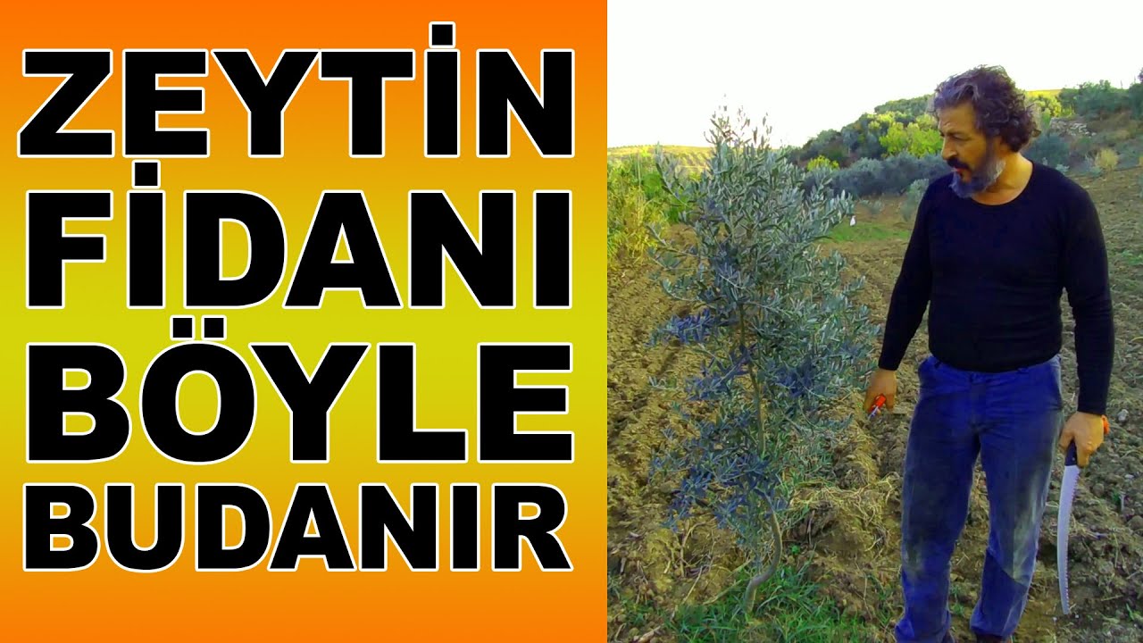 İki Yaşındaki Zeytin Fidanında Tek Gövde Budaması Yapıyoruz