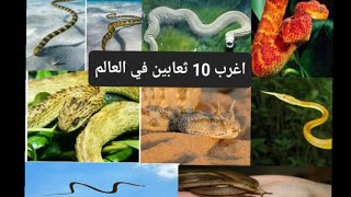 اغرب 10 ثعابين في العالم كلها سامه و خطيره جدآ