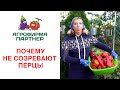 ПОЧЕМУ НЕ СОЗРЕВАЮТ ПЕРЦЫ