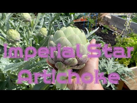 Video: Imperial Star Artichoke Info – Growing Imperial Star Artichokes In Gardens