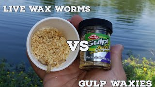 Live Wax Worms vs Gulp Waxies | Bait Testing