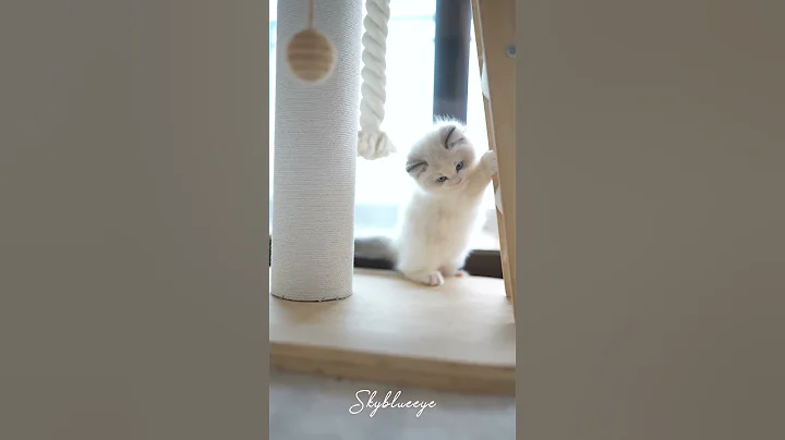 Watch the video about This Female Ragdoll Cat is cute and well-behaved#ragdollbreeder #ragdollcattery #ragdoll #ragdolls