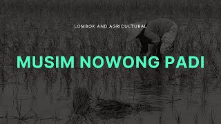 Download Lagu MUSIM "NOWONG" PROSES TANAM PADI DI SAWAH | LOMBOK