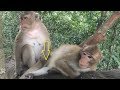 How Those Monkeys Fall In Love? Monkey Daily Life