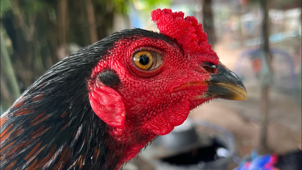 พามาชมไก่หนุ่มปล่อยฝูงลูกหลานเก้าล้าน #โกวเซ้มฟาร์ม #โกวเซ้ม #ซุปเปอร์เจี๋ยง