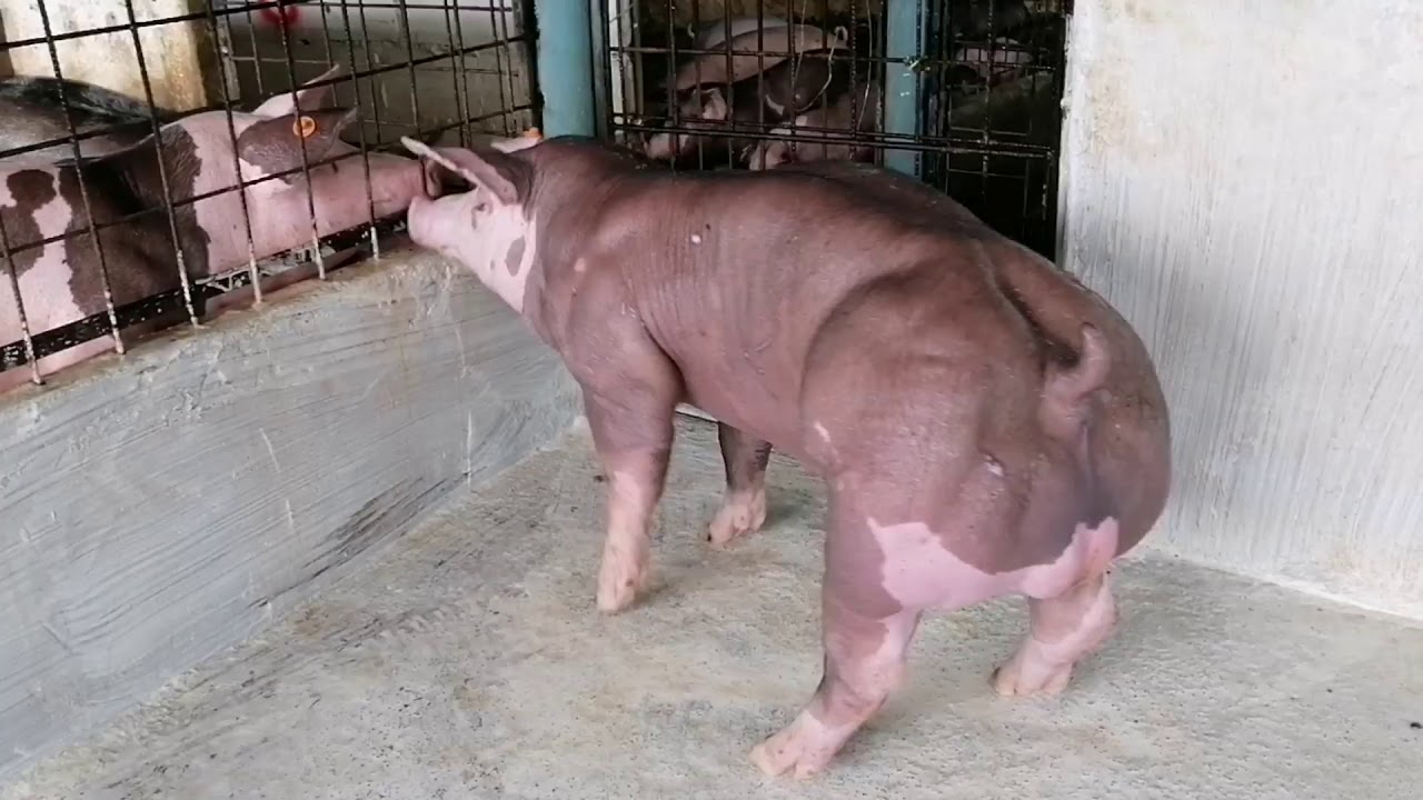 Venta de Verracos Pietrain Alemán