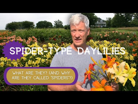 Video: Kas ir zirnekļa dienlilija - zirnekļa dienliliju audzēšanas ceļvedis