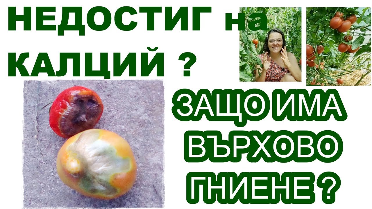 ПРИЧИНИ за върхово гниене при доматите. Не е само липса на калций. Защо чернее връхчето на домата?