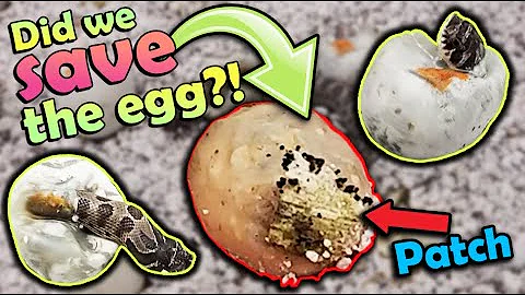 Hognose Snakes Hatching- Did our "Patched" egg hatch??