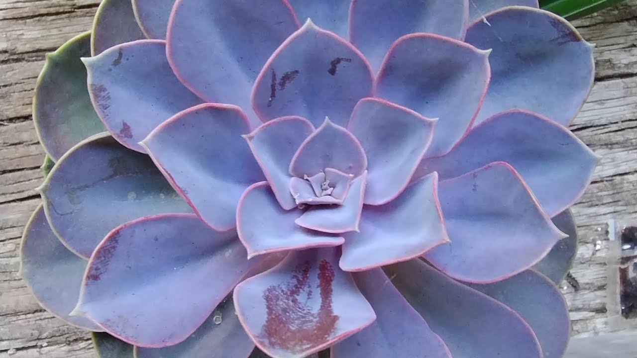 Lancet Editorial [Nov. 25, 2023] Global Commission Report Advocates Decriminalization of Drugs