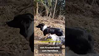 🥾🐾 Wandern im Vorfrühling mit unseren Hunden #wandernmithund