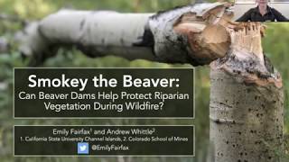Smokey the Beaver: A Webinar for the U.S. Forest Service by Dr. Emily Fairfax