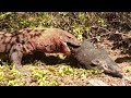 NEW↔️process komodo dragons hunting wild boars in the wild full video
