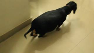 pregnant dachshund walking