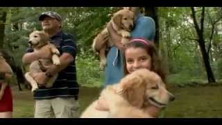 Dogs 101 - Golden Retriever.mp4 by Puppies inchennai 7,814 views 12 years ago 5 minutes, 19 seconds