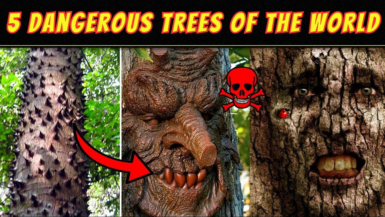 5 Most Dangerous Trees Of The World Enigmatic Trees Rarest And 5-most-dangerous-trees-of-the-world-enigmatic-trees-rarest-and