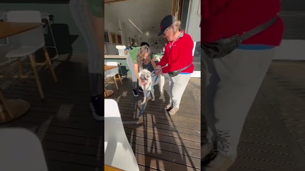 This is how we celebrated our pooches day! 