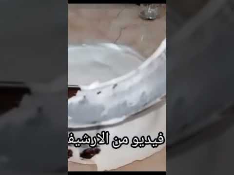 الكيكة المهرولة سوسو مولات البراد 