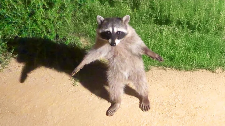 Funniest Animal Videos Ever (Part 1) thumbnail