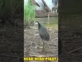 Suara Ruak Ruak Pikat Paling Ampuh Kruaaak Keruak Mp3 Mp3 Suara Ruak Ruak Pikat Paling Ampuh