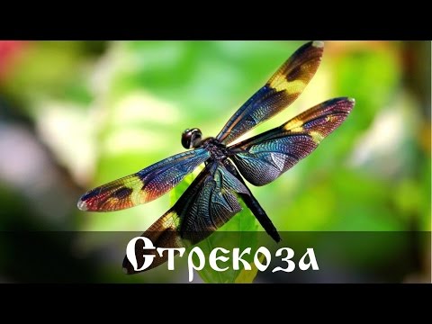 Видео: Разница между стрекозой и стрекозой