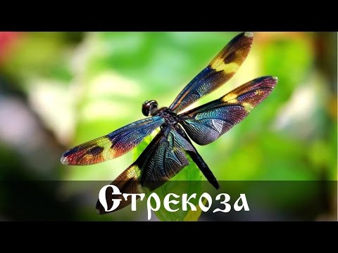 Интересные факты о стрекозах