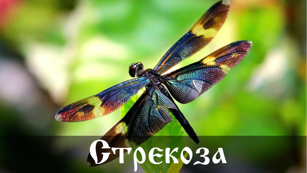 Интересные факты о стрекозах
