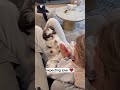 Shih Tzu Puppies #shorts #puppy #cute #shihtzu #love #animals #pets #dogfacts #dog