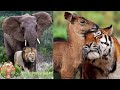 Ces Amitiés Entre Animaux Vont Vous Choquer