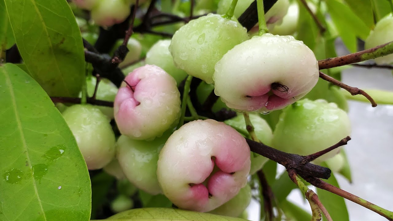 Water apple plant in tub YouTube