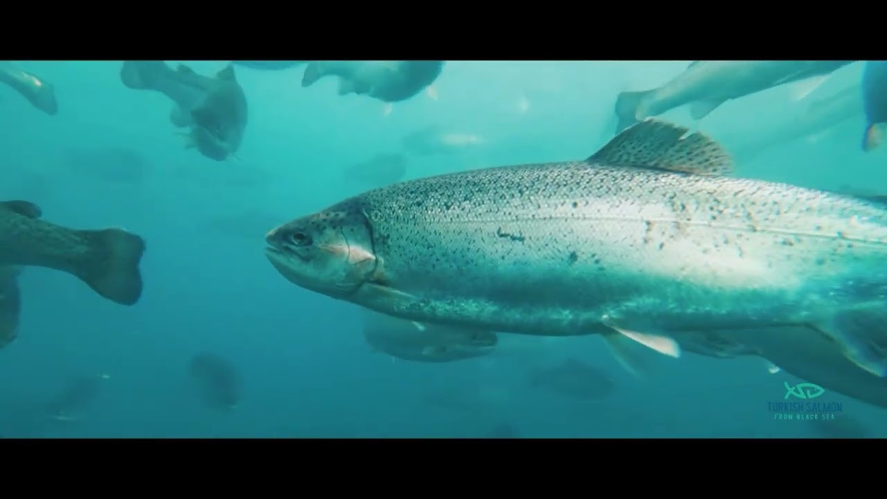 サーモン2ターキー1 Turkish Salmon from Black Sea | 日本語版 (Japanese Version) - YouTube
