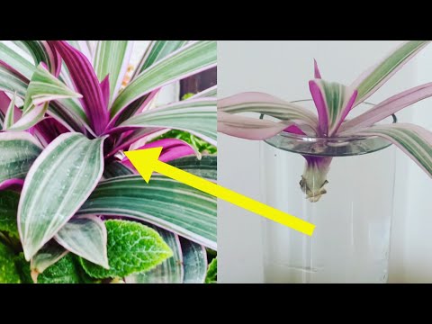 How to propagate the Rhoeo Tricolor || water and soil propagation of Oyster plant/Boat lily