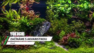 Yokuchi - Začínáme s akvaristikou - Úvod (4K)