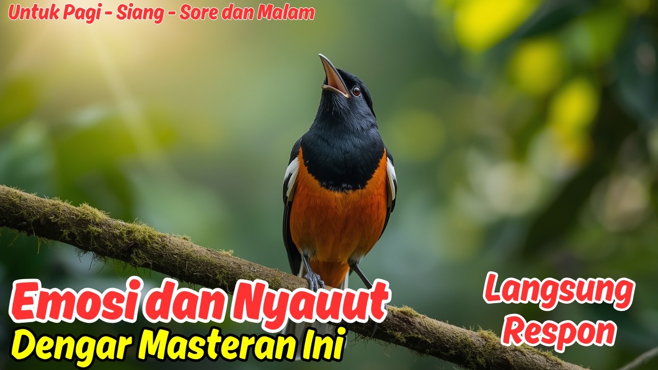 Masteran atau Pancingan Murai Batu Harian 2026 Paling Dicari Kicau Mania