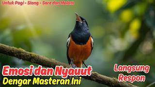 Masteran atau Pancingan Murai Batu Harian 2026 Paling Dicari Kicau Mania